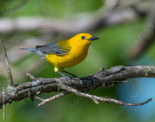 Prothonotary Warbler on a perch