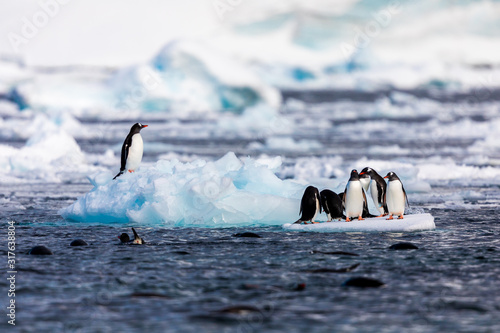 Group of penguins in Antarctica on an iceberg in the cold water jumping on and off the ice