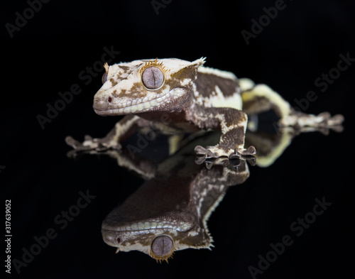 Lilly White Crested Gecko with reflection
