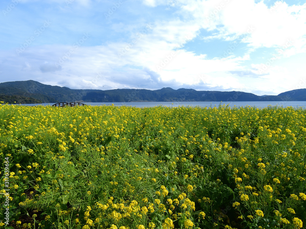 菜の花の奥に見える橋と広大な山