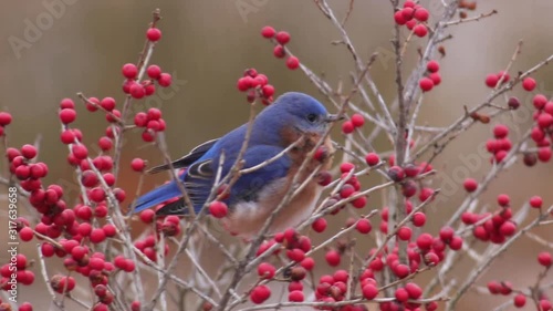 Eastern bluebird sitting on a branch with red berries