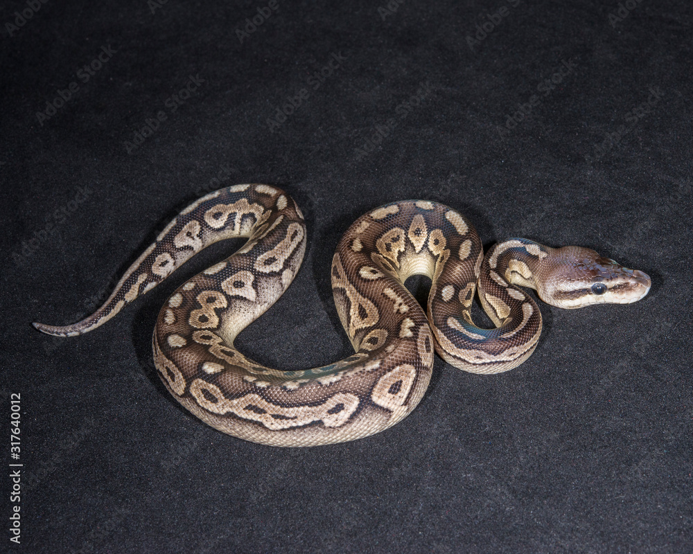 Fototapeta premium Pewter Ball Python