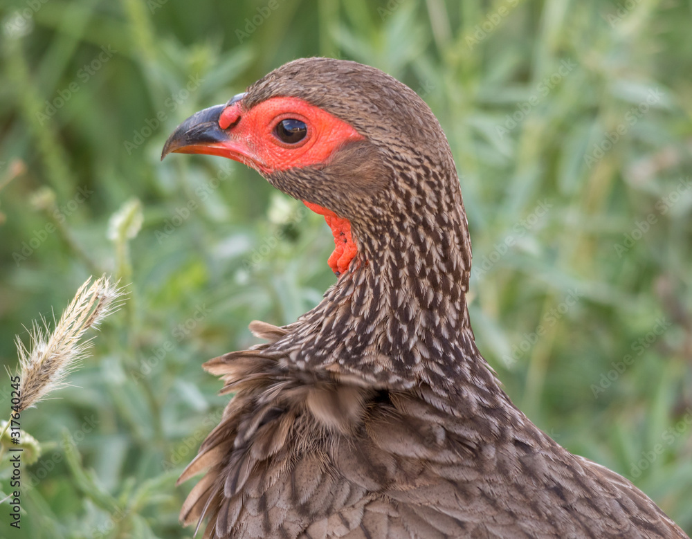 Fototapeta premium Portrait of a Swainson's spurfowl in the Kruger National Park in South Africa image in horizontal format