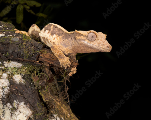 Lilly White morph Crested Geccko photo