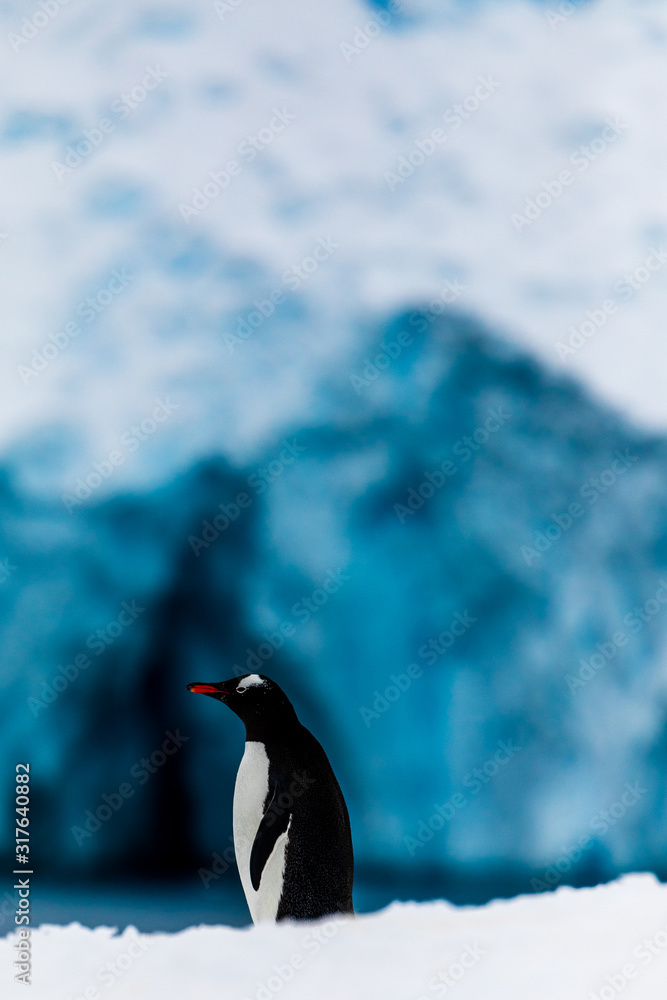 Fototapeta premium Gentoo penguin on the snow and ice of Antarctica with blue mountains and ice caves in the background