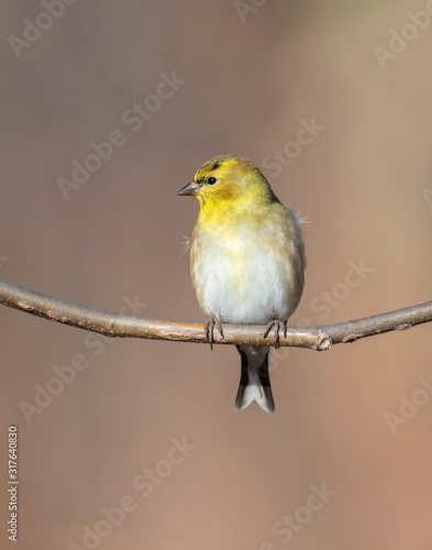 Goldfinch on a perch © David McGowen