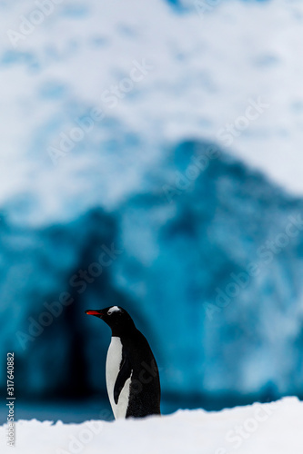Gentoo penguin on the snow and ice of Antarctica with blue mountains and ice caves in the background