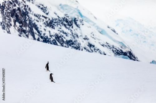 Pair of gentoo penguins on the snow and ice of Antarctica with blue mountains and ice caves in the background © Gabi