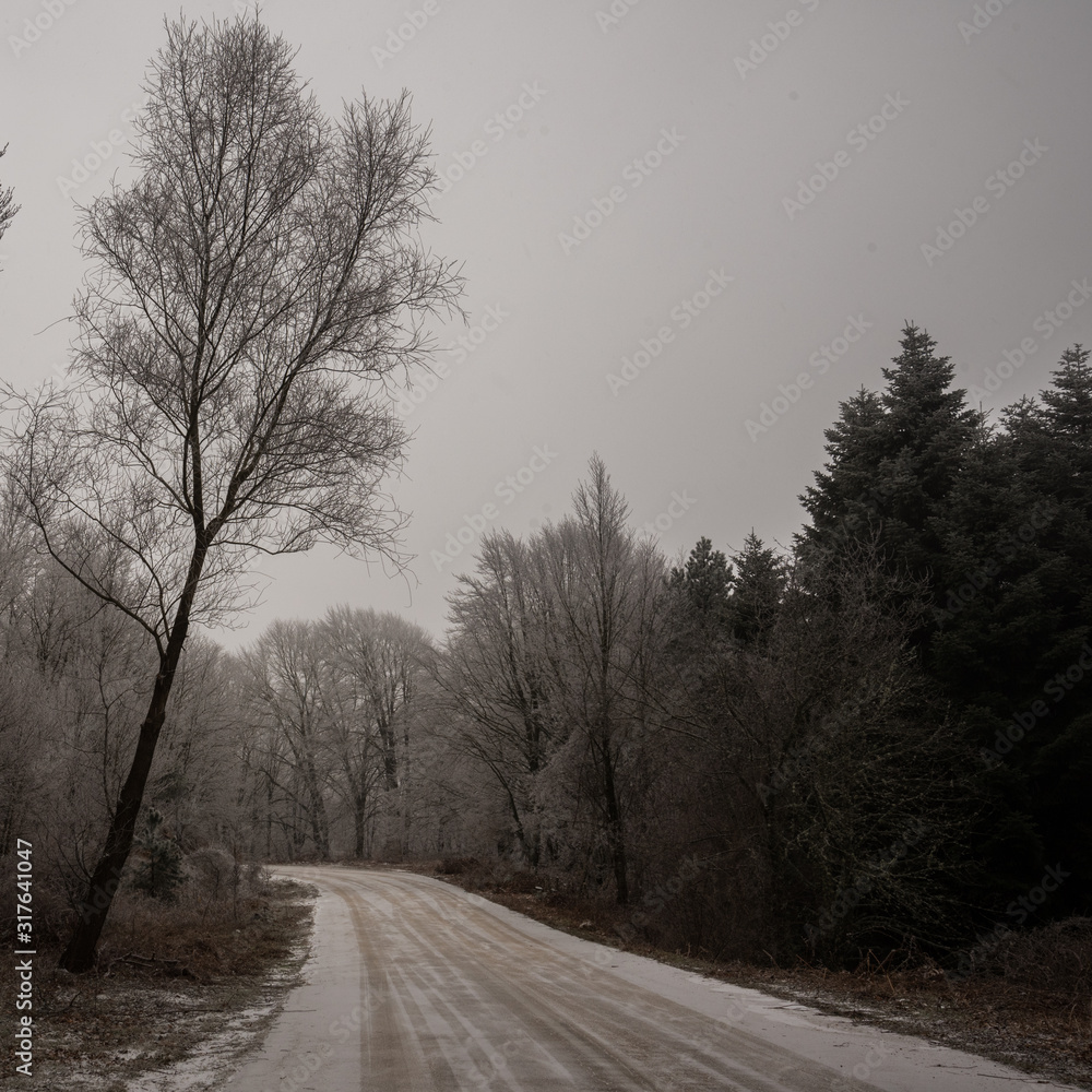 Obraz premium fairytale image in a frozen forest