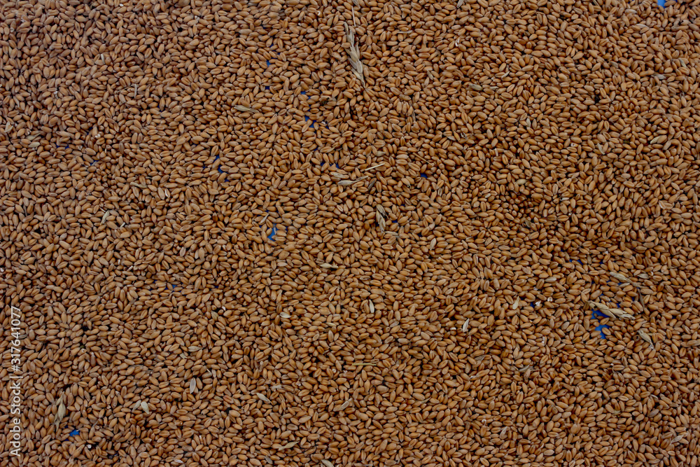 Background processed wheat grains, top view Background processed wheat grains, top view