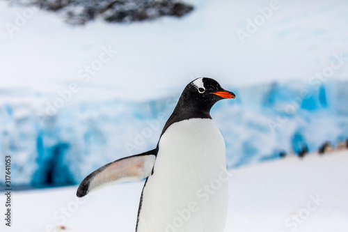 Gentoo penguin closeup on the snow and ice of Antarctica with blue mountains and ice caves in the background