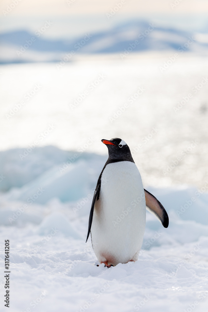 Obraz premium Gentoo penguin on the snow and ice of Antarctica