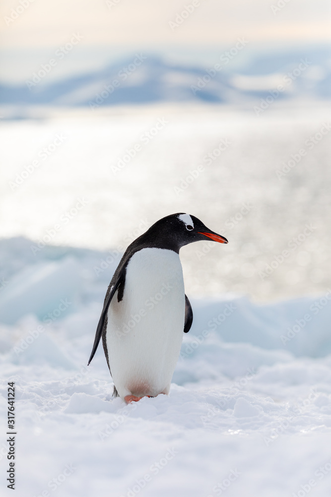 Fototapeta premium Gentoo penguin on the snow and ice of Antarctica