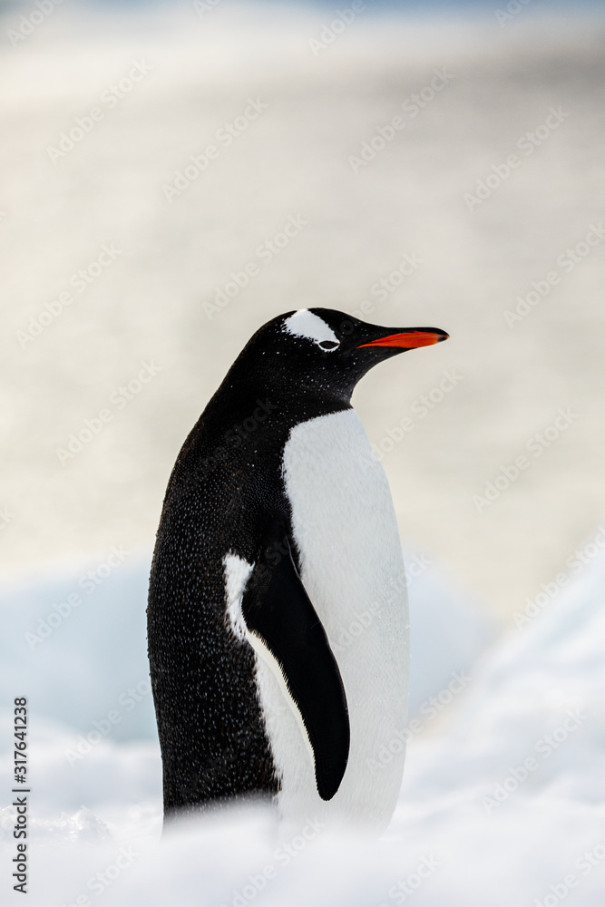Obraz premium Gentoo penguin on the snow and ice of Antarctica