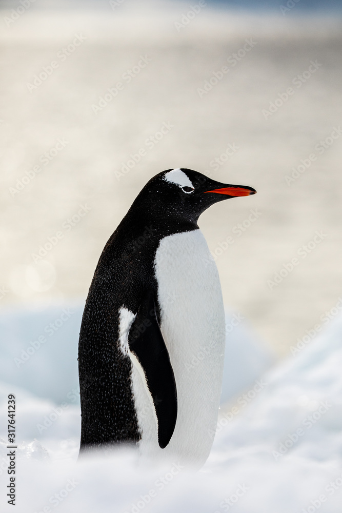 Obraz premium Gentoo penguin on the snow and ice of Antarctica