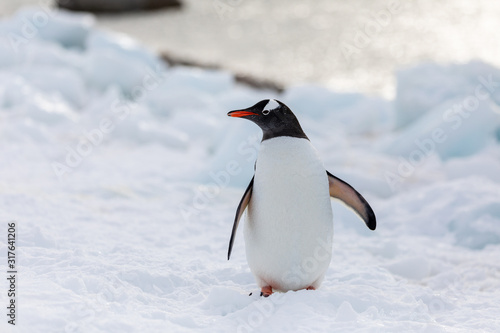 Gentoo penguin on the snow and ice of Antarctica