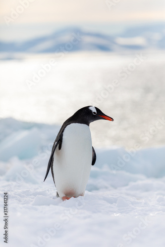 Gentoo penguin on the snow and ice of Antarctica © Gabi
