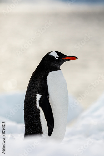 Gentoo penguin on the snow and ice of Antarctica