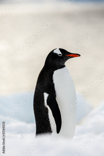 Gentoo penguin on the snow and ice of Antarctica