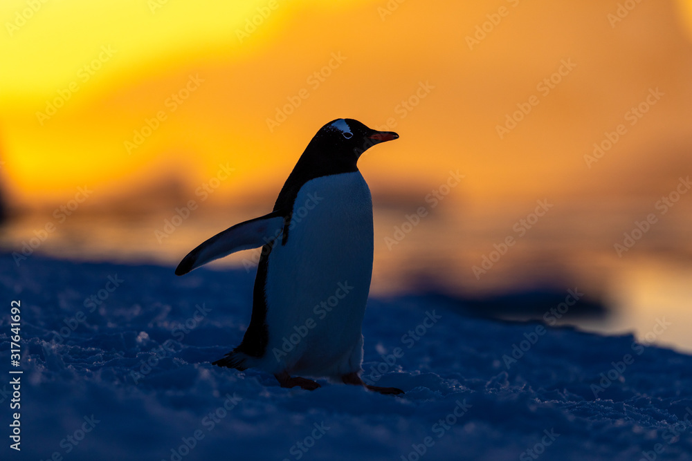 Obraz premium Gentoo penguin on the snow and ice of Antarctica with mountains and yellow orange sky