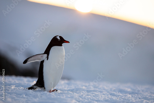 Gentoo penguin on the snow and ice of Antarctica with mountains and yellow orange sky