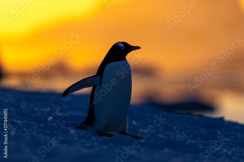 Gentoo penguin on the snow and ice of Antarctica with mountains and yellow orange sky