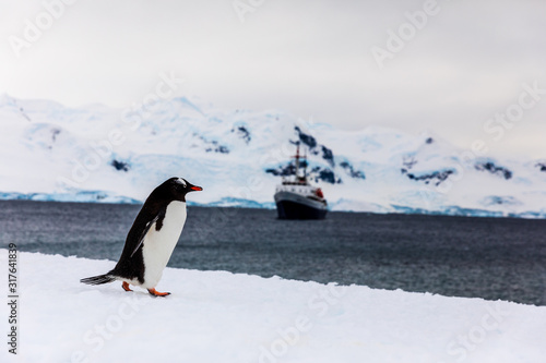 Gentoo penguin on the snow and ice of Antarctica in front of a boat