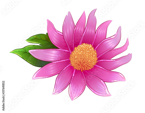 Echinacea flower, vector illustration