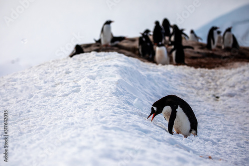 Gentoo penguin on the snow and ice of Antarctica with group of penguins in the background 