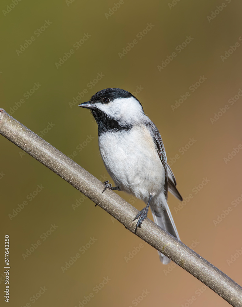 Naklejka premium Carolina Chickadee
