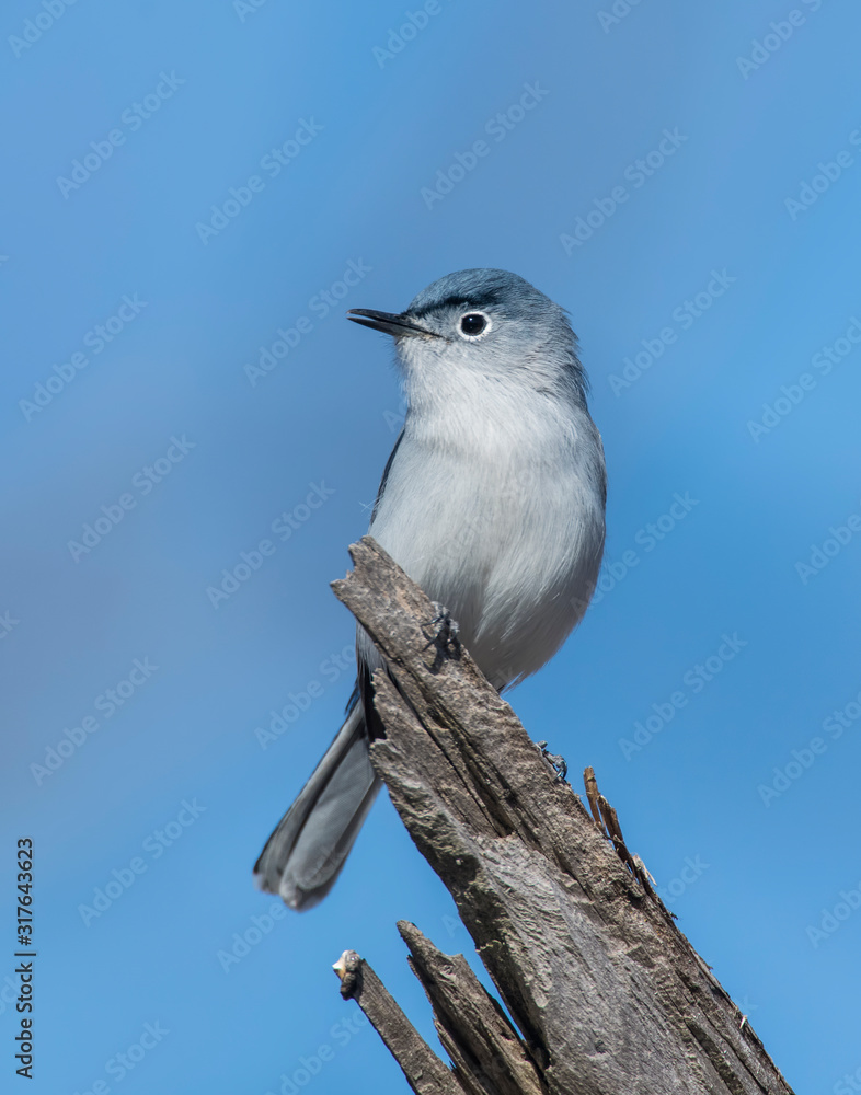Blue-Gray Gnatcatcher on a perch Blue-Gray Gnatcatcher on a perch