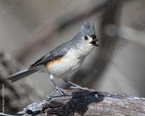 Tufted Titmouse in the Wichita Mountains