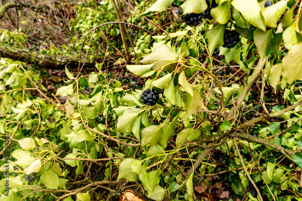 Fototapeta premium Rund um den Krahforst