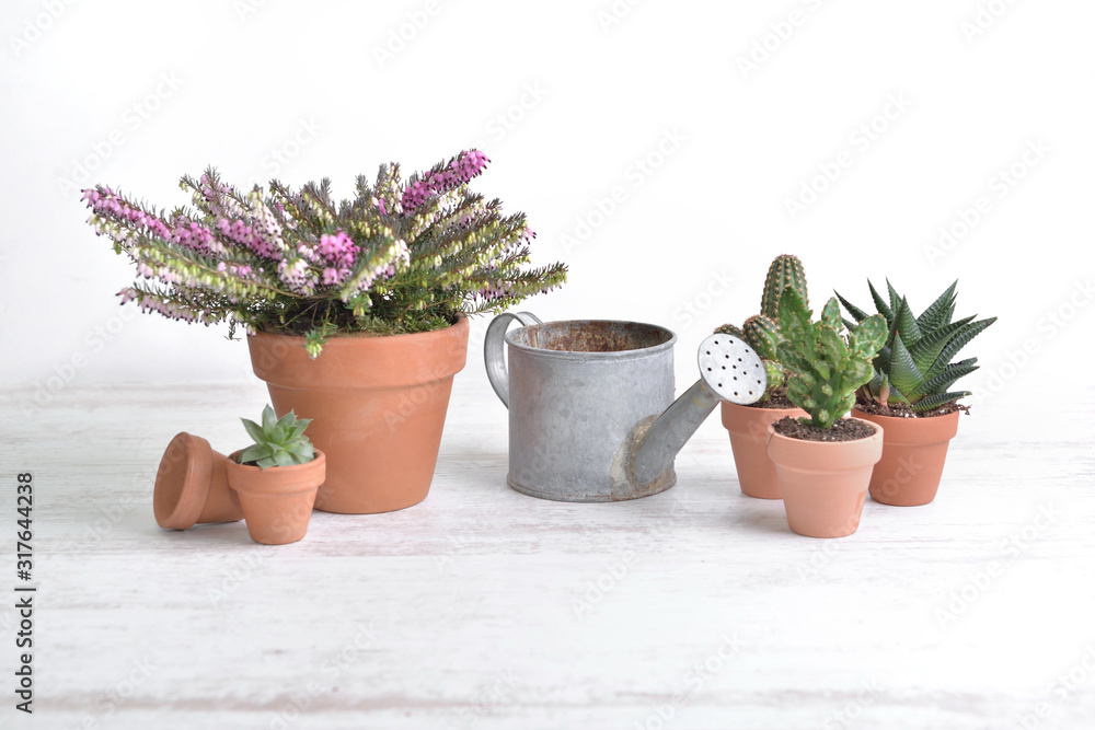 flowerpot and cactus with old watering can on a white table flowerpot and cactus with old watering can on a white table