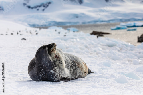 Weddell seal in Antarctica resting on snow and ice, natural wildlife behavior, relaxing with eyes open