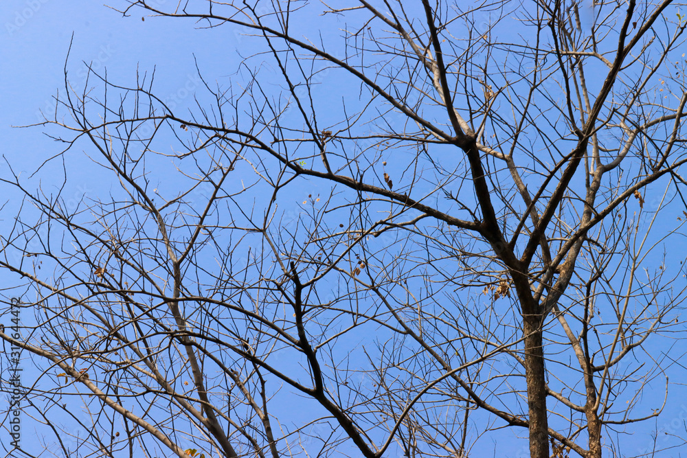 Beautiful tree on blue sky background Beautiful tree on blue sky background