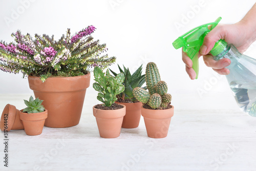 close on a sprayer held by a hand of a woman watering houseplants on a white table