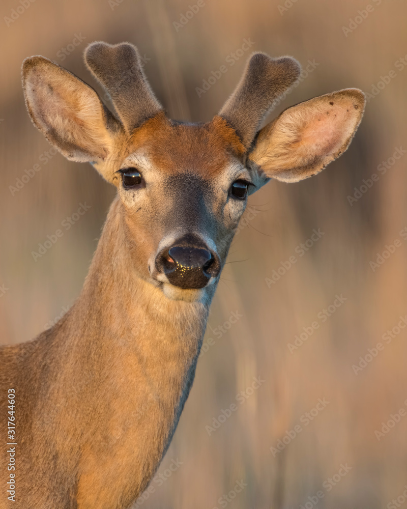 Whiteail Buck growing antlers