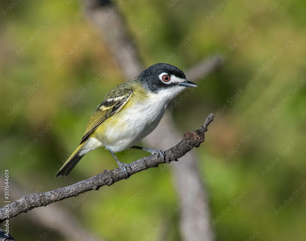Obraz premium Black0capped Vireo in the Wichita Mountains
