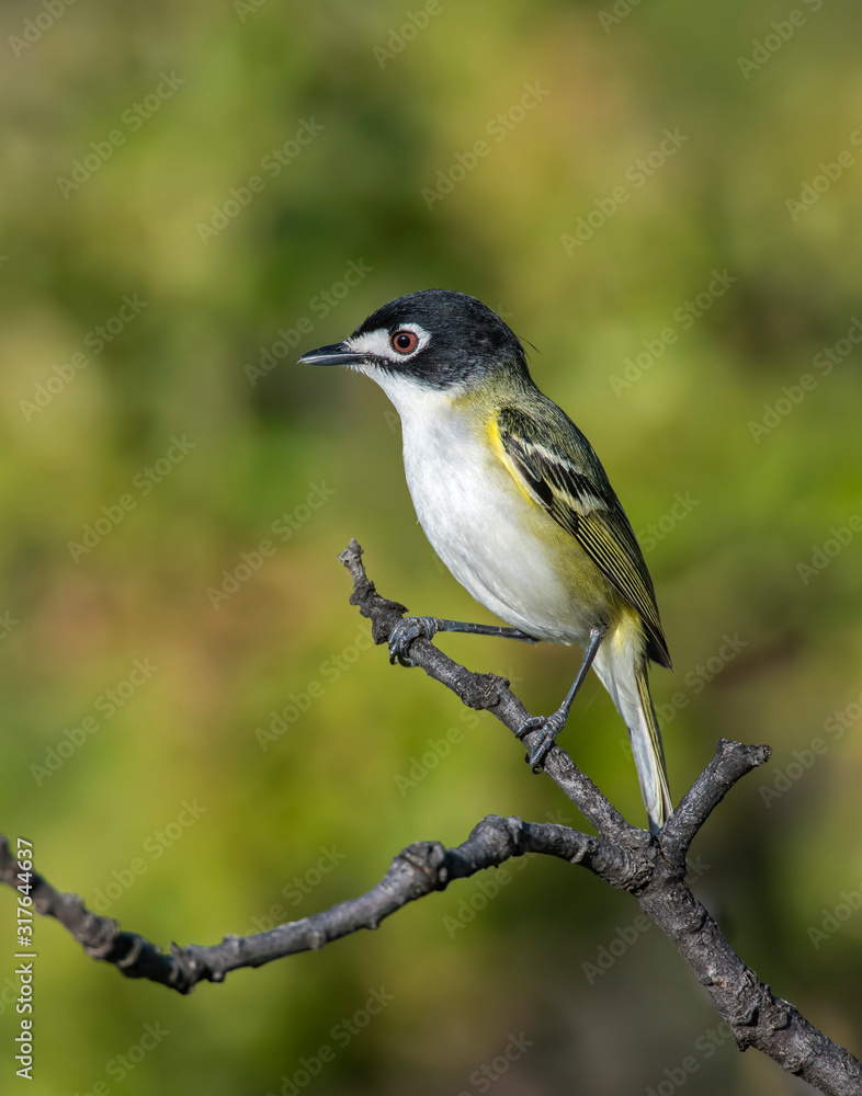 Black0capped Vireo in the Wichita Mountains Black0capped Vireo in the Wichita Mountains