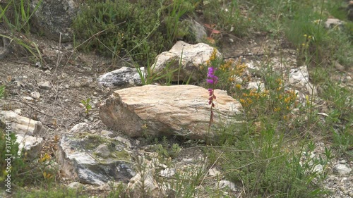 Petrified forest in which tree trunks have fossilized. Silicified trunk have been preserve in life position. Algal stromatolite observed upon stumps branch fossil geological heritage prehistoric bole  photo