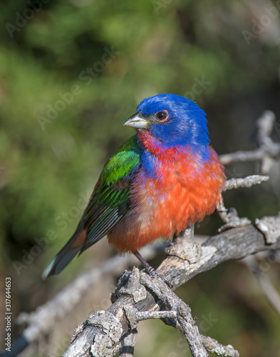 Male Painted Bunting in the Wichita Mountians