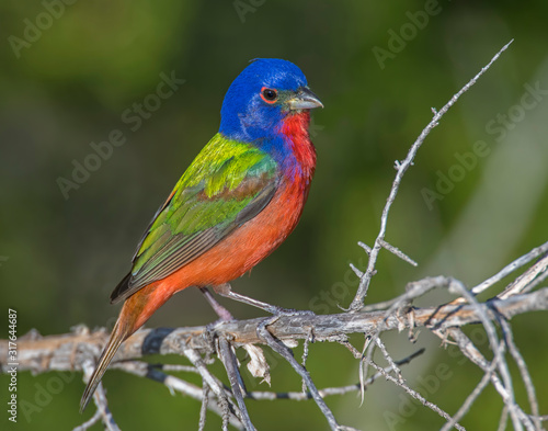 Male Painted Bunting in the Wichita Mountians © David McGowen