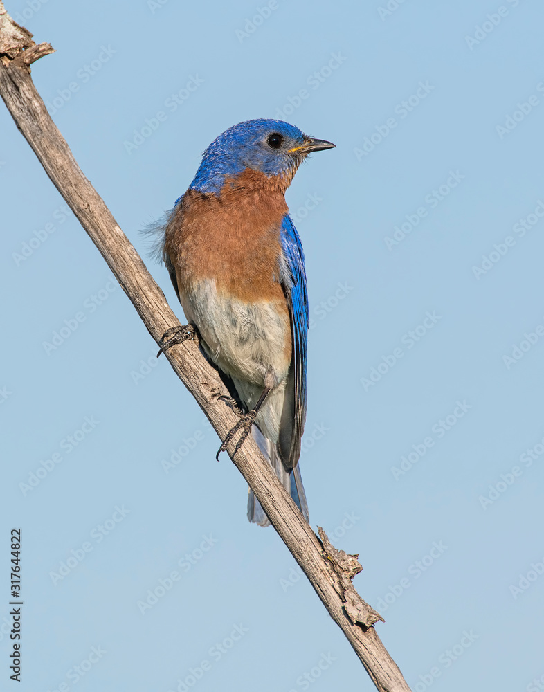 Fototapeta premium Male Eastern Bluebird