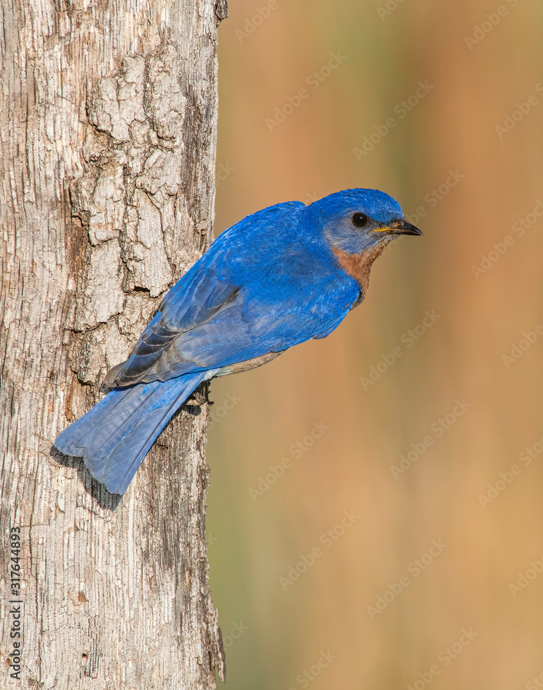 Male Eastern Bluebird on a tree