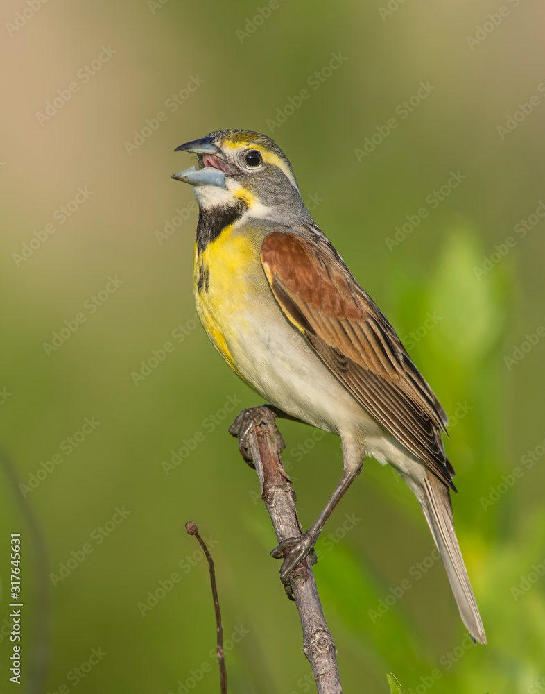 Fototapeta premium Dickcissel on a perch