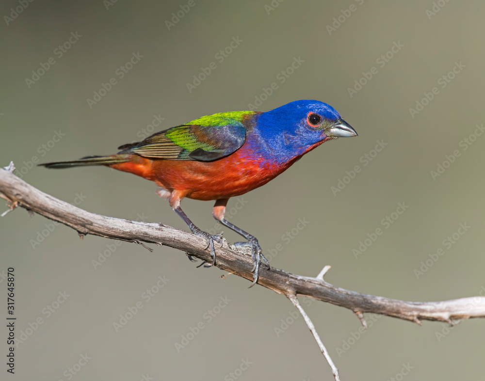 Fototapeta premium Male Painted Bunting
