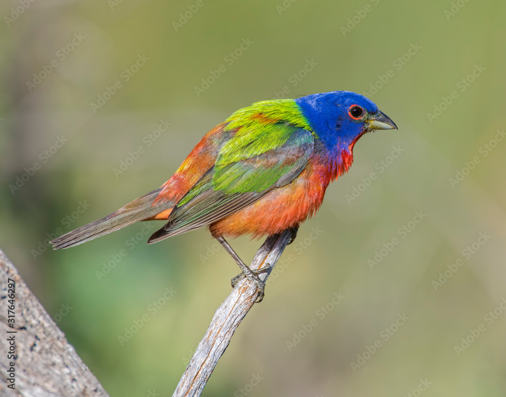 Painted Bunting male Painted Bunting male
