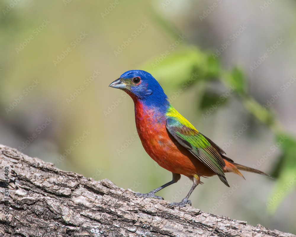 Painted Bunting male Painted Bunting male