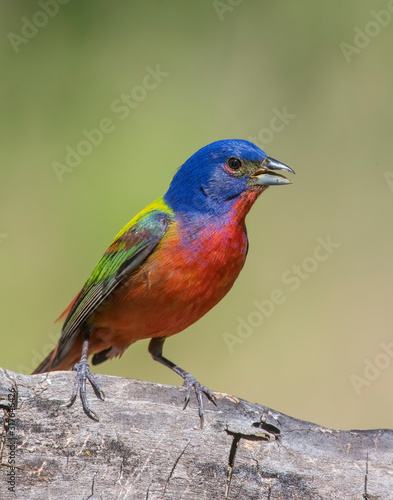 Painted Bunting male © David McGowen